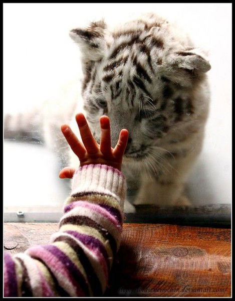 Шара Нурписова