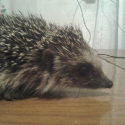 Вася Пономарь