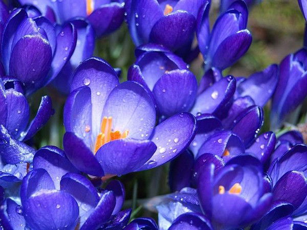 Ольга Чайка