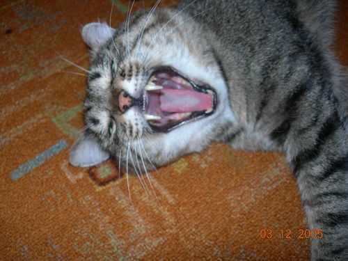 Маргарита Шукис