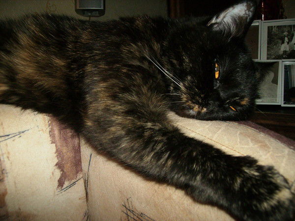 Валентин Данилевич