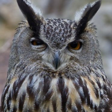 Виктор Чучуков