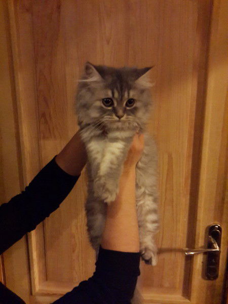 Любовь Булгак