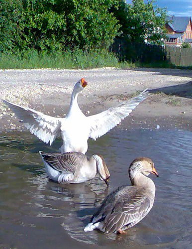 Светлана Гусева