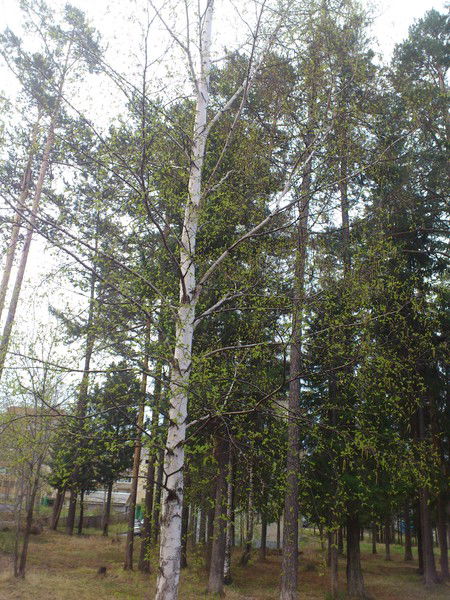 Татьяна Хорошилова