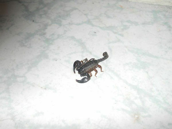 Светлана Суханова