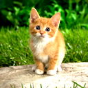 Илончик Отт