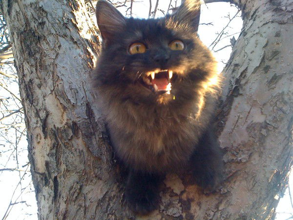 Елена Бльох