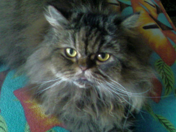 Юрий Бубенец