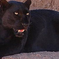 Виктория Чупракова-Шестакова