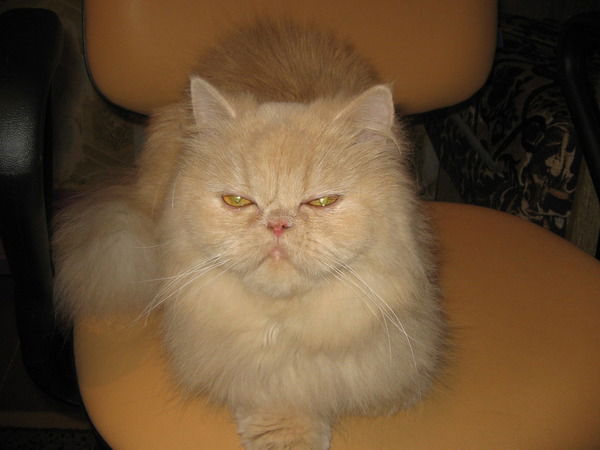 Динго Динго