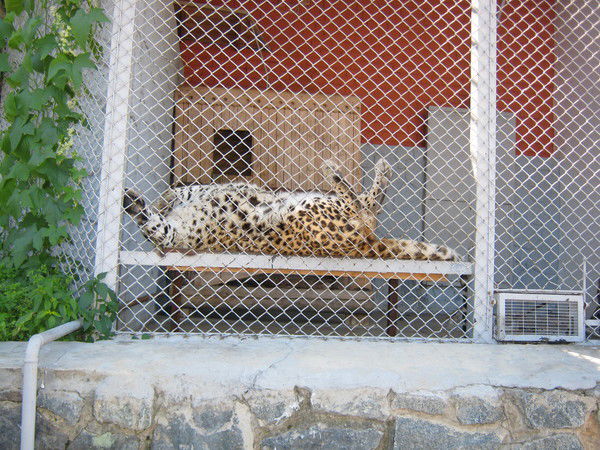 Андрей Шамсияров