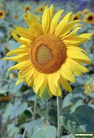 С/х Управление М.р. Пестравский ******