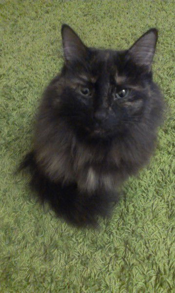 Мария Броварова