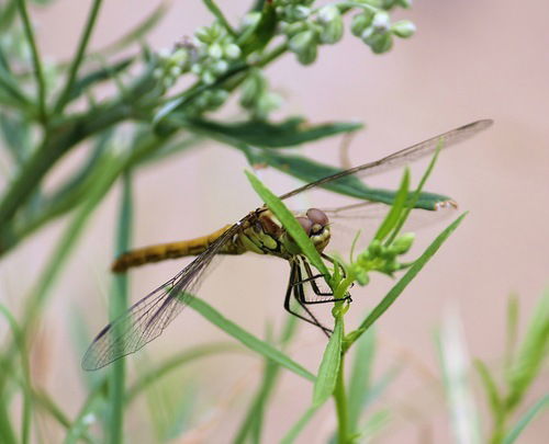 Людмила Ковалева