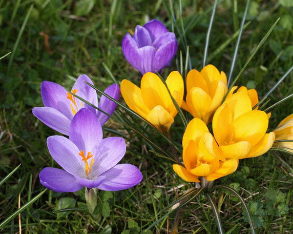 Айсулу Ордабек