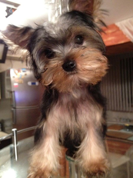 Рустам Тыгин