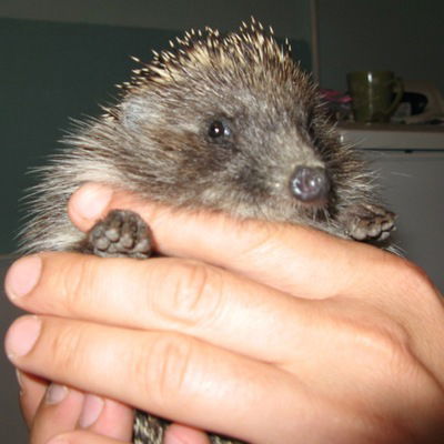 Владислав Черепанов