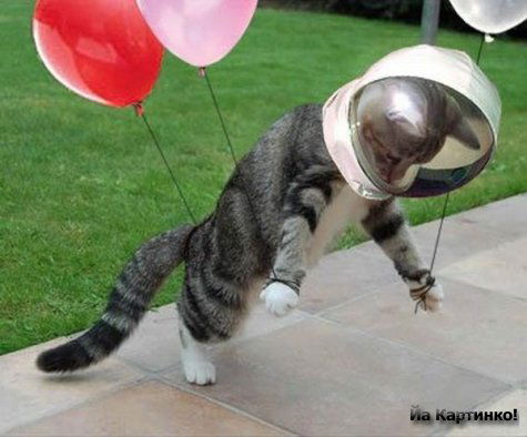 Мурая Мурмыркина