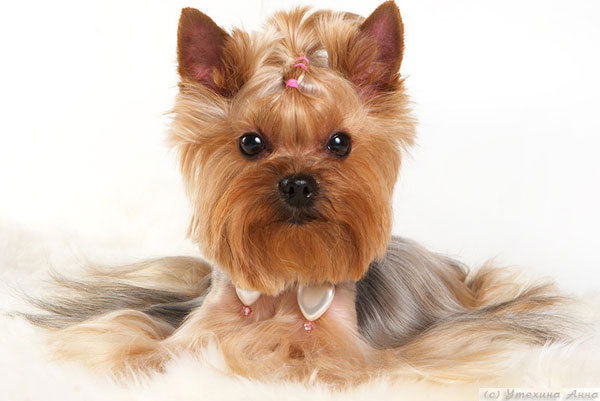 Константин Муравьёв