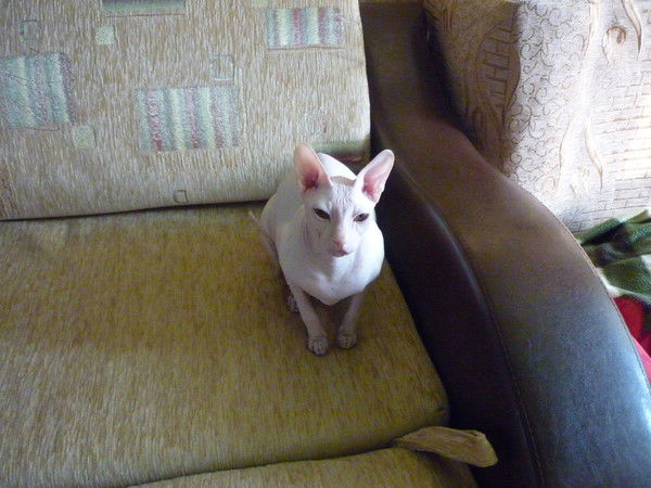 Артур Прохоров