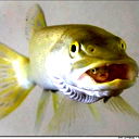 Golden Fishen