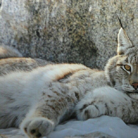 Наталья Демидова