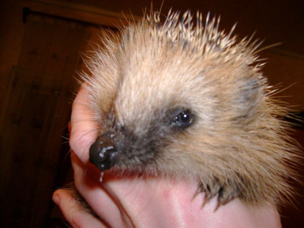 Анастасия Иванова