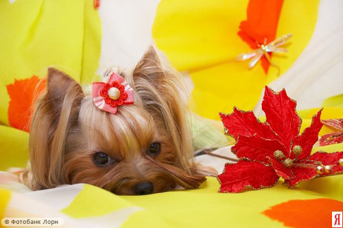 Олеся Алещенко