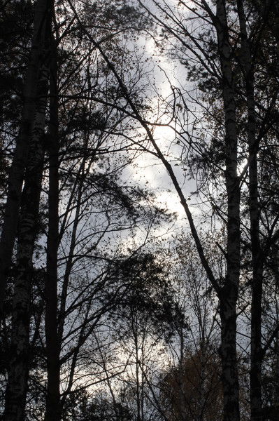 Александр Лихтнер