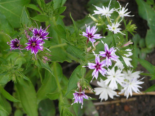 Светлана Рожнова