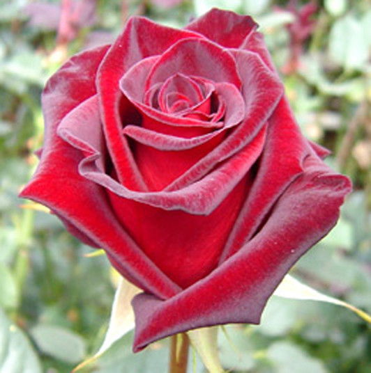 Нина Горина