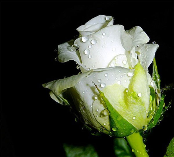 Анжела Метелкина