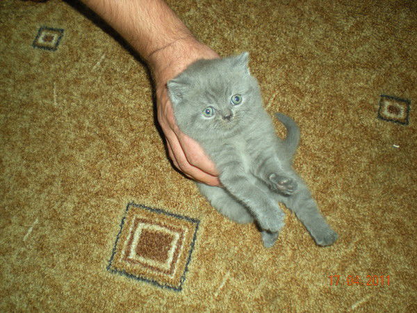 Ольга Асаева