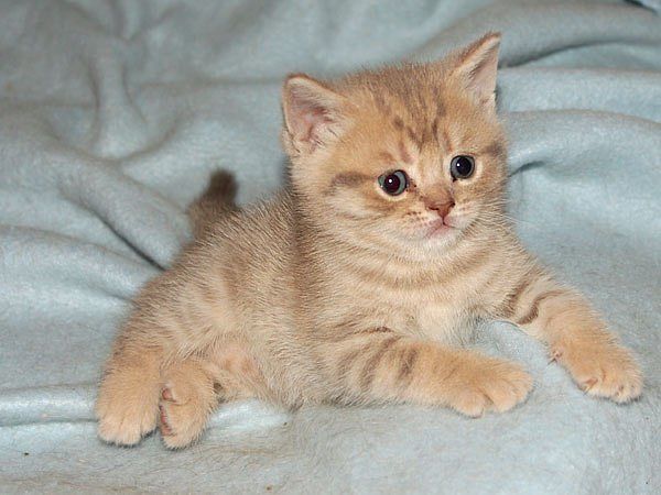 Игнатенко Светлана