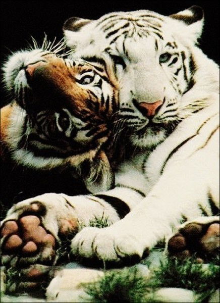 Виктория Петрова