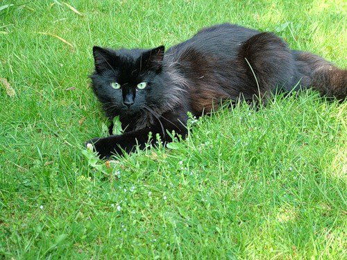 Незнакомка ***