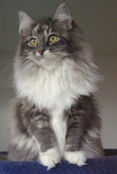 Олег Цверкун