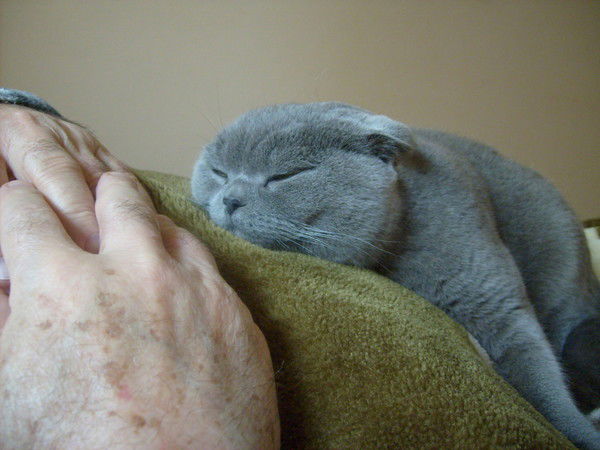 Николай Белгородский