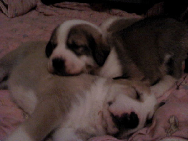 Санек Никитин