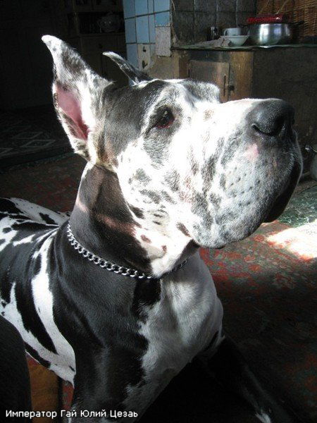 Галина Пастырская