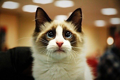 Инкогнито Инкогнито