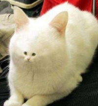 Михаил Полтараков