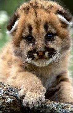 Иван Петров