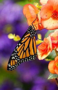 Ксения Кондратенко