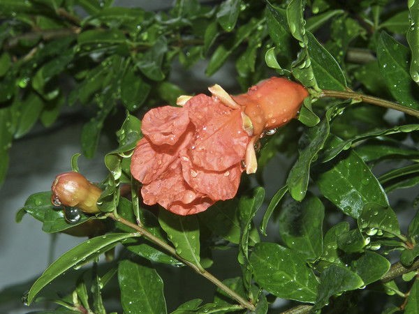 Андрей Павленко