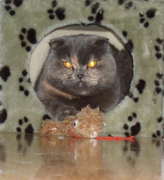 Марина Куфельд