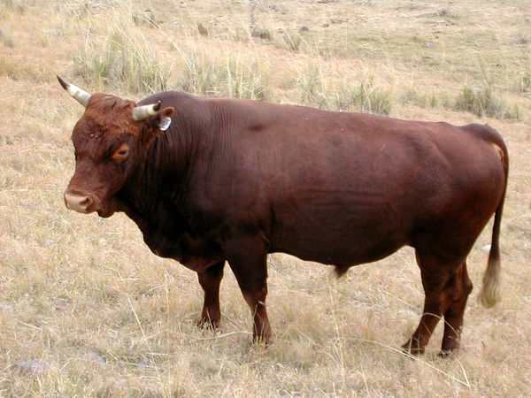 Казахстан -Санта-Гертруда ......