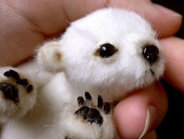 Александр Шевченко