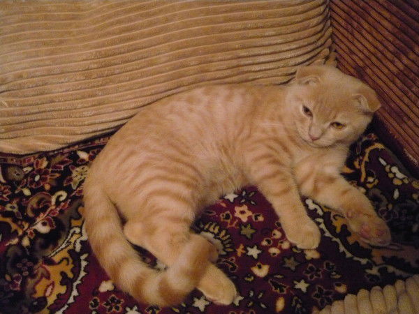 Никита Исаев